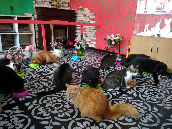 Cat museum