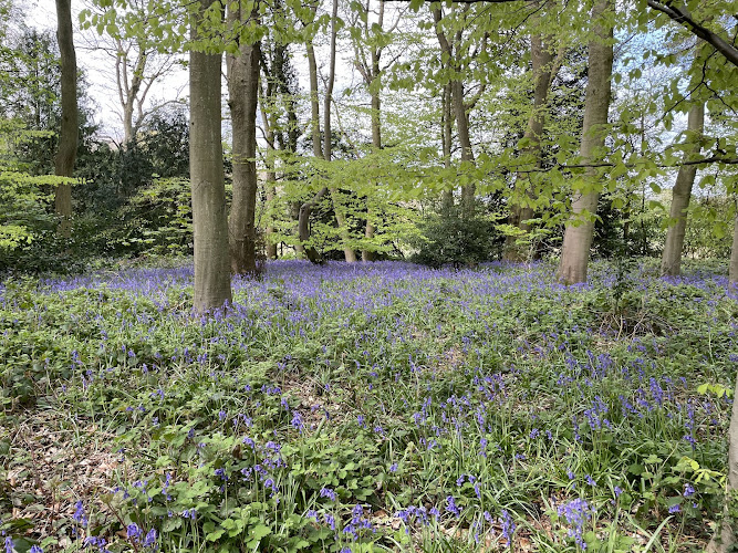 Cawston Spinney