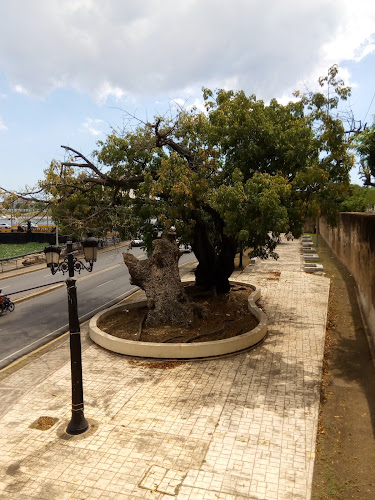 Ceiba de Colón
