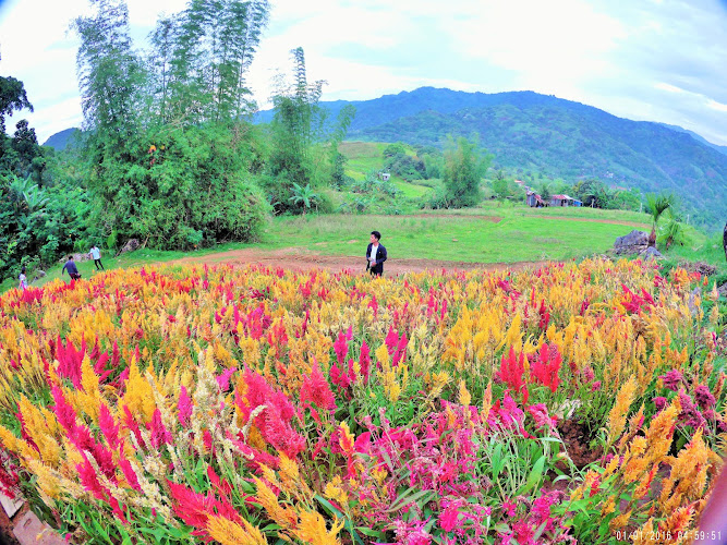 Celosia Flower Farm
