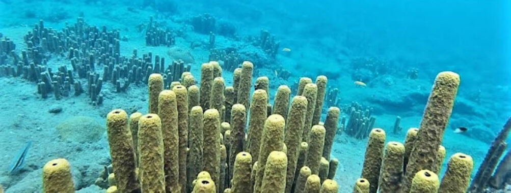Champagne Reef Travel Forum Reviews