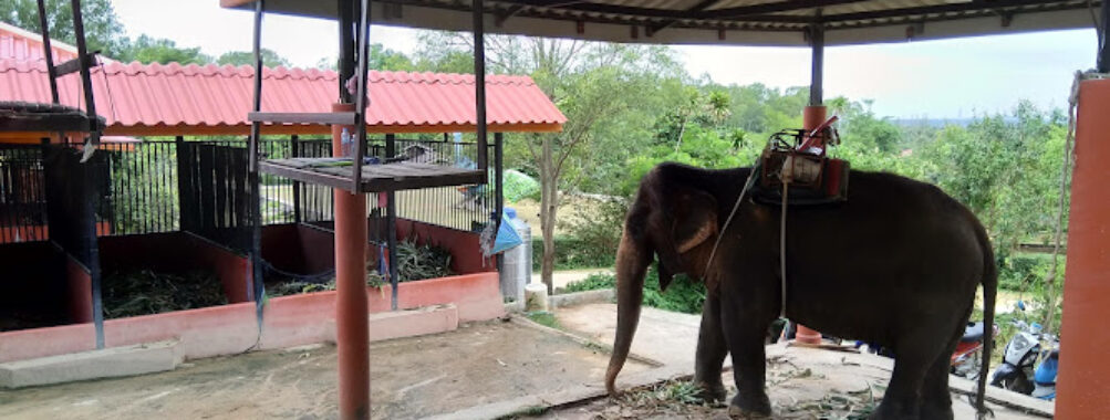 Chang Thai Thappraya Safari Travel Forum Reviews