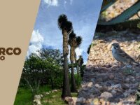 Charco del Ingenio Travel Forum Reviews