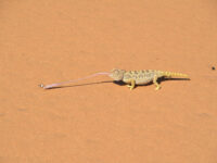 Charly's Desert Tours Travel Forum Reviews