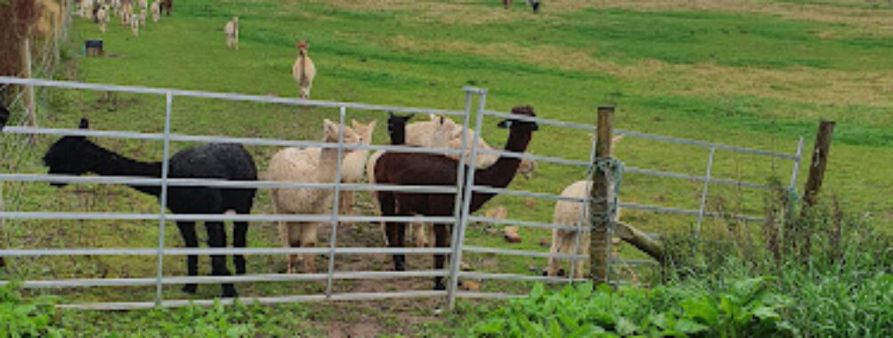 Charnwood Forest Alpacas Travel Forum Reviews