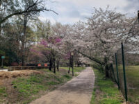 Chastain Memorial Park Travel Forum Reviews