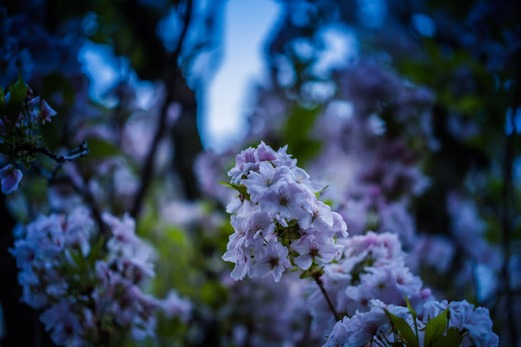 Cherry Blossom Bonn