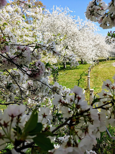Cherry Blossom at Cherry Road