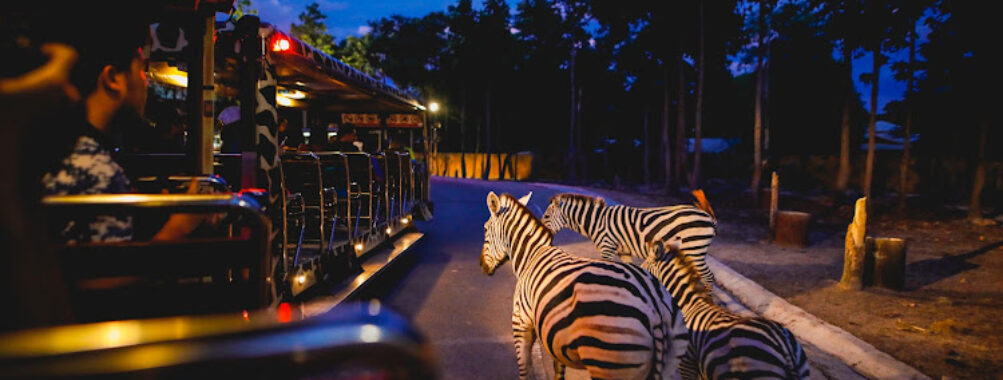 Chiang Mai Night Safari Travel Forum Reviews