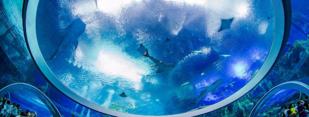 Chimelong Ocean Kingdom Travel Forum Reviews