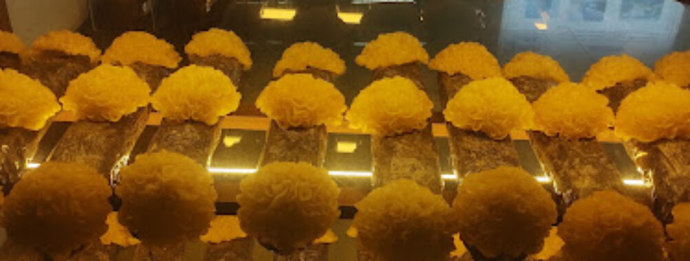 China Gutian Edible Fungi Museum Travel Forum Reviews