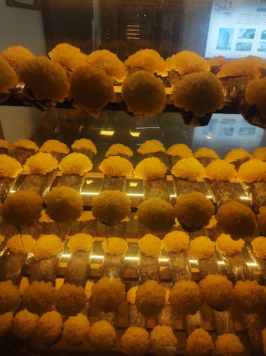 China Gutian Edible Fungi Museum