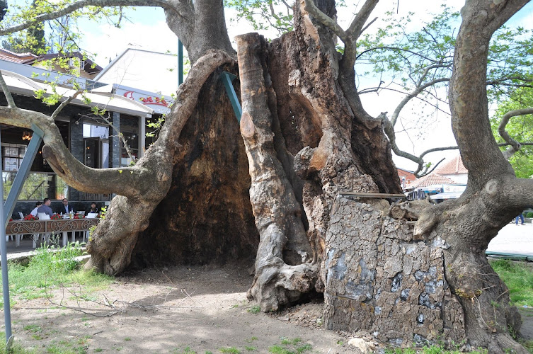 Chinar Tree