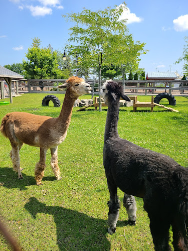Chinguacousy Park Petting Zoo