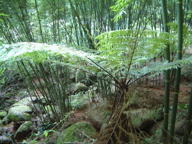 Chishui Bamboo Forest National Forest Park