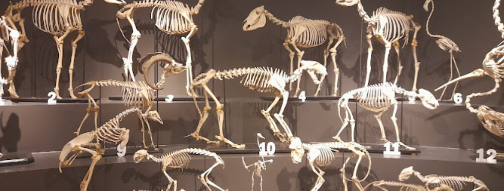 Civic Museum of Natural History Travel Forum Reviews