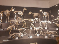 Civic Museum of Natural History Travel Forum Reviews