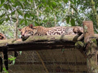 Coca Zoo Travel Forum Reviews
