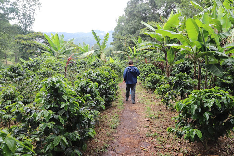 Coffee Tour Chicoj