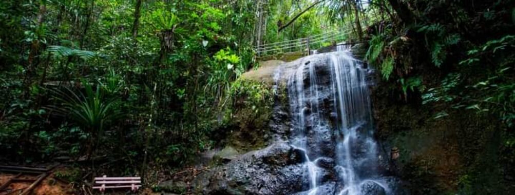 Colo-I-Suva Forest Park Travel Forum Reviews