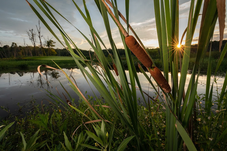 Conestee Nature Preserve