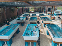 Coral Vita Coral Farm Travel Forum Reviews