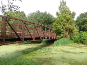 Couturie Forest