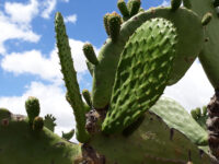 Cradock Research Farm Travel Forum Reviews