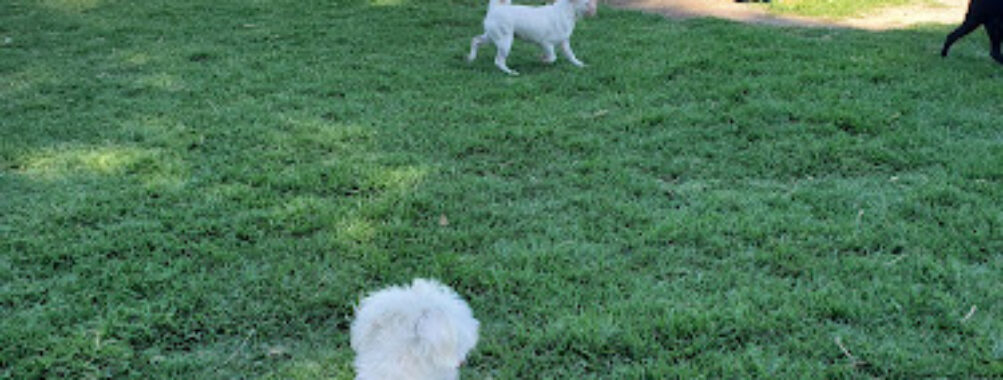 Creekside Park Dog Park Travel Forum Reviews