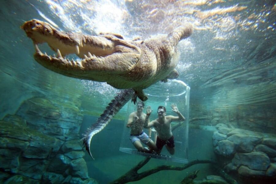 Crocodile Cage Diving in Darwin