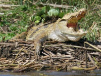 Crocodile Market Travel Forum Reviews