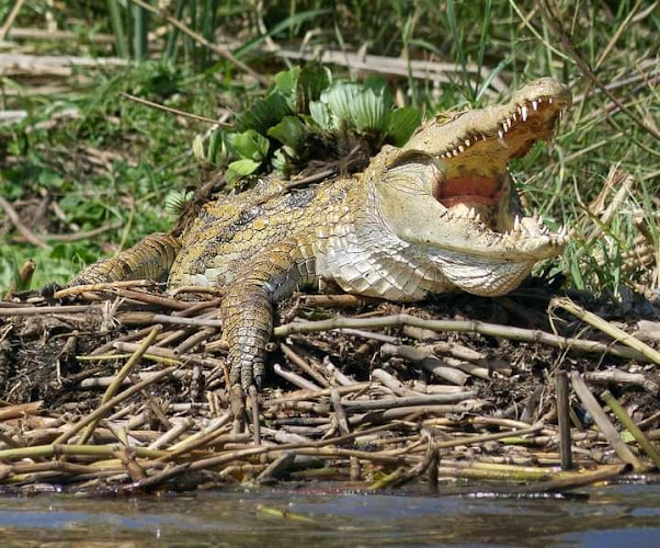Crocodile Market