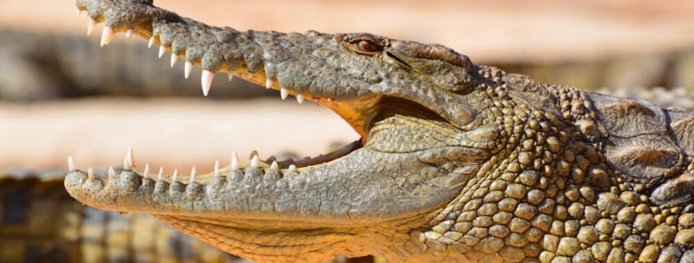 Crocoparc Travel Forum Reviews