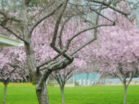 Cupertino Historical Society & Museum Travel Forum Reviews