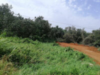 Dabou Travel Forum Reviews