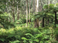 Dandenong Ranges National Park, Olinda Travel Forum Reviews