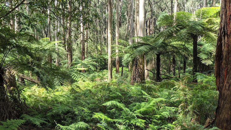 Dandenong Ranges National Park, Olinda
