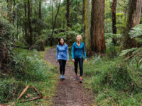Dandenong Ranges National Park Travel Forum Reviews