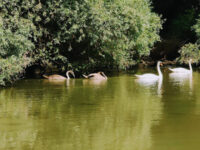 Danube Delta Trips Travel Forum Reviews