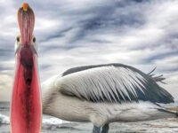 Dar Es Salaam Zoo Travel Forum Reviews