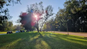 Dar Salam Forest
