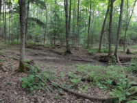 Dave Kerwin Trail Travel Forum Reviews