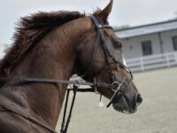 Day trip in the Alps with horse-drawn sleigh ride from Salzburg Review