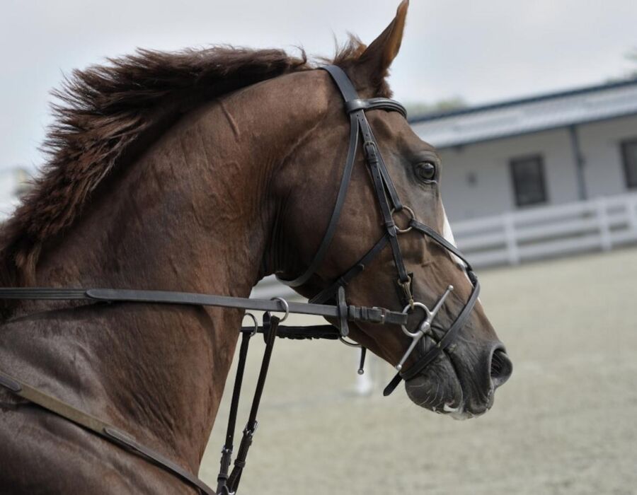 Day trip in the Alps with horse-drawn sleigh ride from Salzburg Review