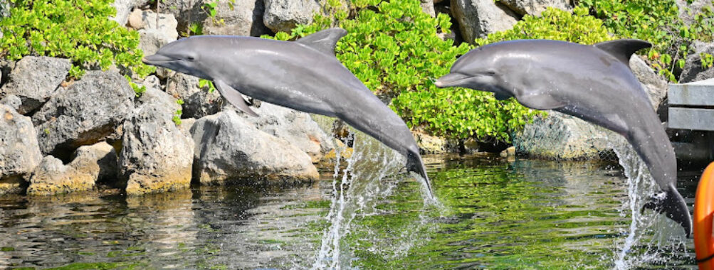Delphinus Riviera Maya Travel Forum Reviews