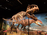 Denver Museum of Nature & Science Travel Forum Reviews