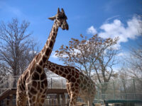 Denver Zoo Travel Forum Reviews