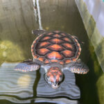 Discover Marine Wildlife and Eco Centre