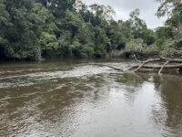 Dja Faunal Reserve Travel Forum Reviews