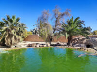 Djerba Crocodile Farm Travel Forum Reviews